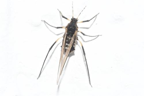 Cinara confinis